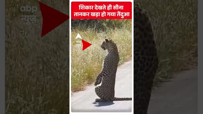 शिकार देखते ही सीना  तानकर खड़ा हो गया तेंदुआ | ABP News Shorts |#trending