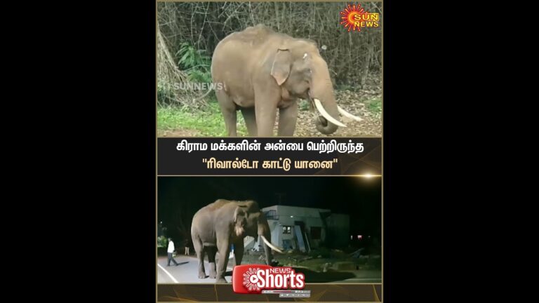 Rivaldo Wild Elephant | Ooty | Villagers | Forest Department | Shorts | Sun News